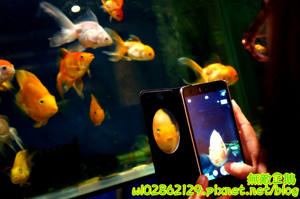 響道食堂:【台南-中西區】炸生蠔x芋泥炸蝦壽司...平價的雙主菜定食~《響道食堂》