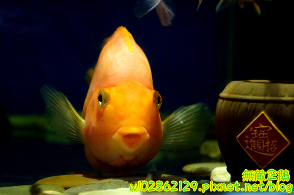 響道食堂:【台南-中西區】炸生蠔x芋泥炸蝦壽司...平價的雙主菜定食~《響道食堂》