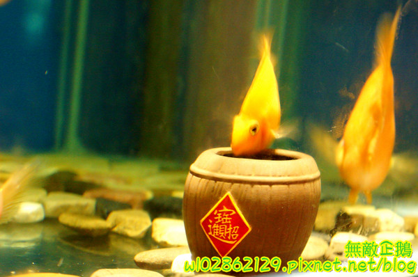 響道食堂:【台南-中西區】炸生蠔x芋泥炸蝦壽司...平價的雙主菜定食~《響道食堂》