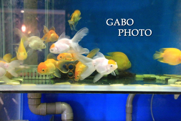 響道食堂:【台南||中西區】響道食堂──CP值高!意想不到的美味創意日式料理!