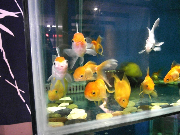 響道食堂:【台南||中西區】響道食堂──CP值高!意想不到的美味創意日式料理!