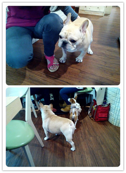 Impronta Cafe 腳印咖啡:☆口碑券No.3☆【永康區】Impronta Cafe 腳印咖啡。可以帶毛小孩內用早午餐的寵物友善餐廳