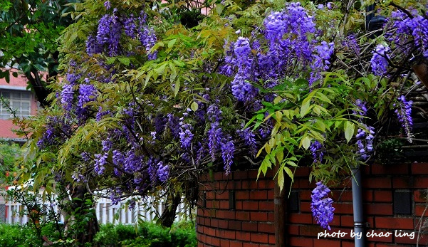 崇林國中-8.JPG - 2016春暖花開