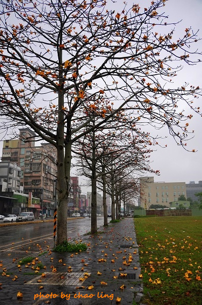 文化二路-10.JPG - 2016春暖花開