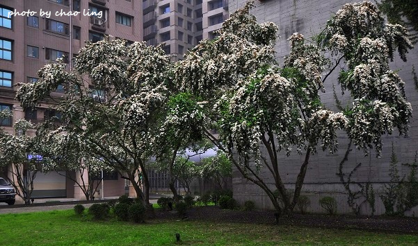 文化二路-1.JPG - 2016春暖花開