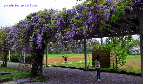 桃園農工-3.JPG - 2016春暖花開