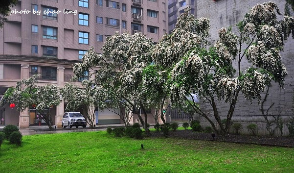 文化二路-2.JPG - 2016春暖花開