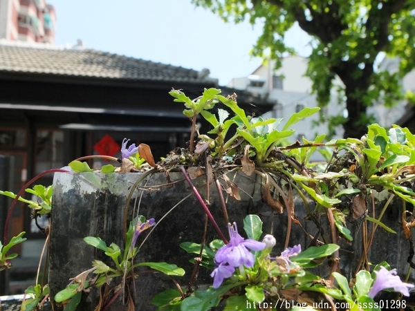 真心食府：【美食特搜。台南新化區】真心食府。乳液也能喝！？台南新化爆紅人氣飲料 日式老屋喝乳液紅茶新樂趣