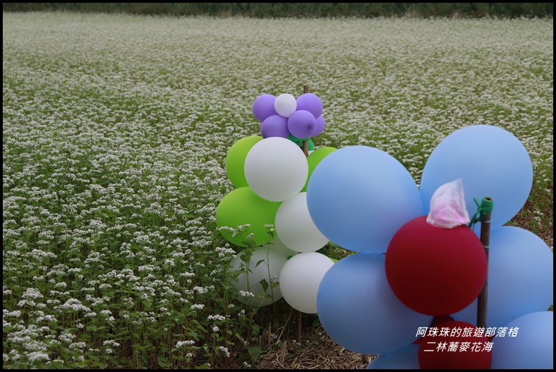 二林蕎麥花海10.JPG