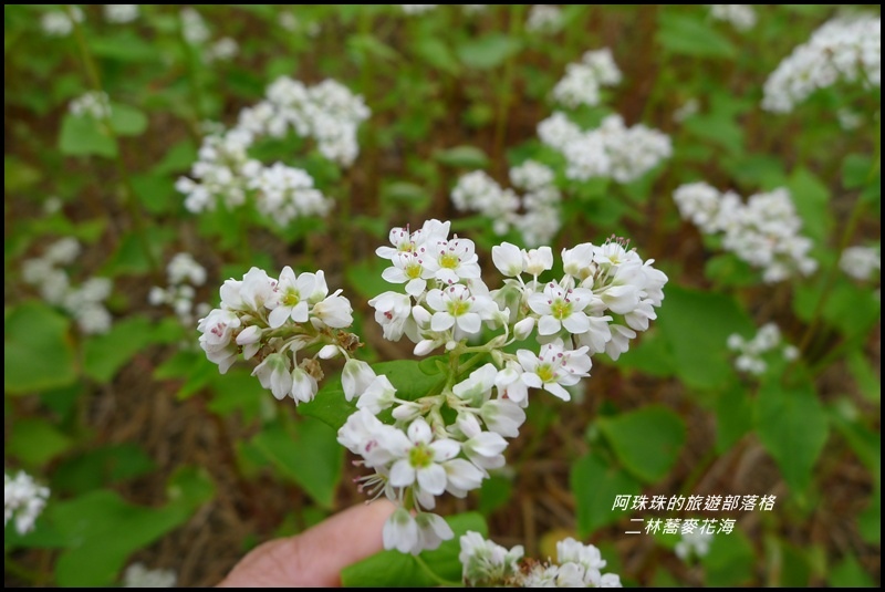 二林蕎麥花海18.JPG