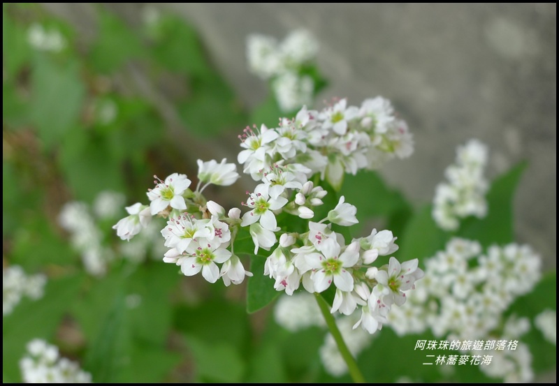 二林蕎麥花海22.JPG