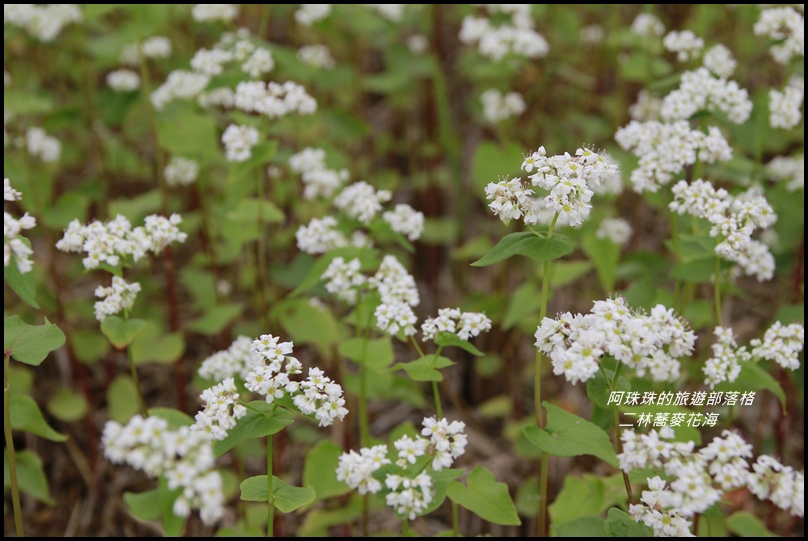 二林蕎麥花海7.JPG