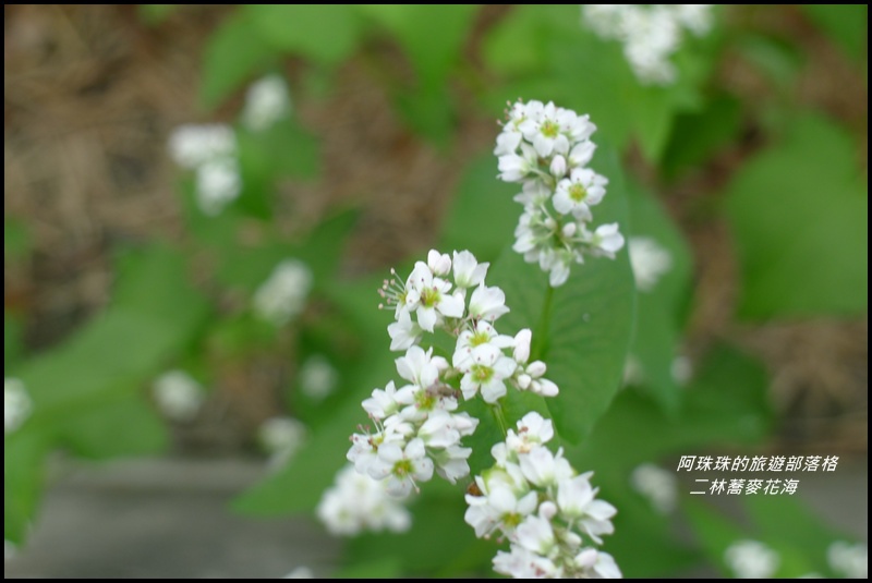 二林蕎麥花海15.JPG