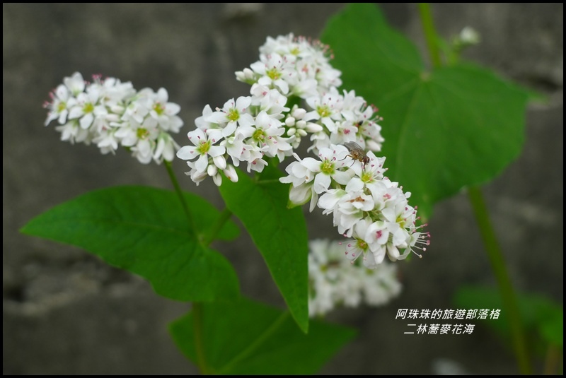 二林蕎麥花海20.JPG
