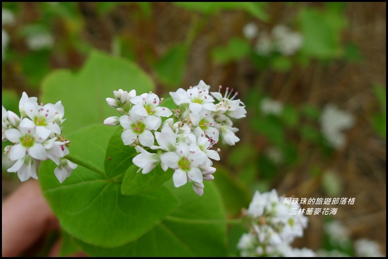二林蕎麥花海19.JPG
