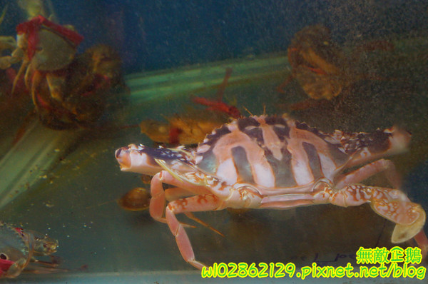 石亭日本料理:【台南-北區】精緻x新鮮...擺盤美.氣氛佳..奢華的海味~《石亭日本料理》