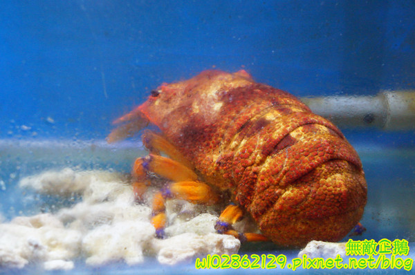 石亭日本料理:【台南-北區】精緻x新鮮...擺盤美.氣氛佳..奢華的海味~《石亭日本料理》