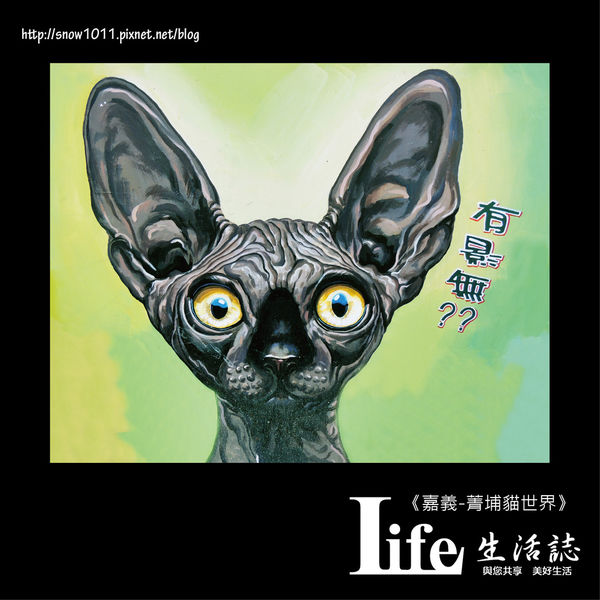 菁埔貓世界-25.jpg