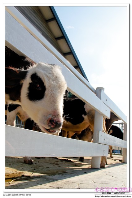 千巧谷牛樂園牧場：【親子遊】雲林☼ 千巧谷牛樂園牧場☼可愛的乳牛和好吃的乳製品，是孩子的天堂♥♥