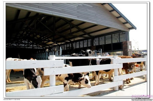 千巧谷牛樂園牧場：【親子遊】雲林☼ 千巧谷牛樂園牧場☼可愛的乳牛和好吃的乳製品，是孩子的天堂♥♥