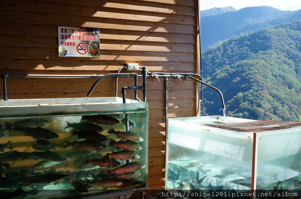 南投清境景觀餐廳 塔洛灣平價餐廳