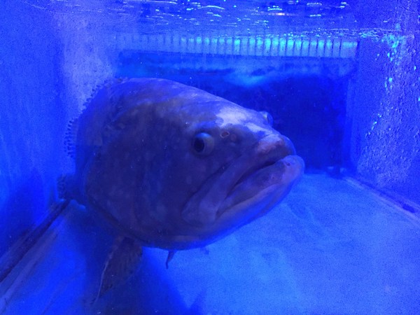 八海精緻鍋物料理(西門新宿-海洋館):八海精緻鍋物料理 (西門新宿-海洋館)