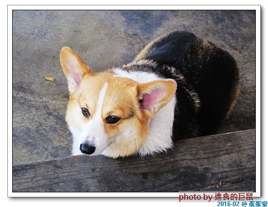 蛋蛋豪:(台南。中西區美食) 蛋蛋豪/(手扒雞,美味再現! ) 記憶中的美食_香噴噴手扒雞,懷舊好滋味!烤雞+燒肉,雙重享受,讓你吃飽胃撐一整天!