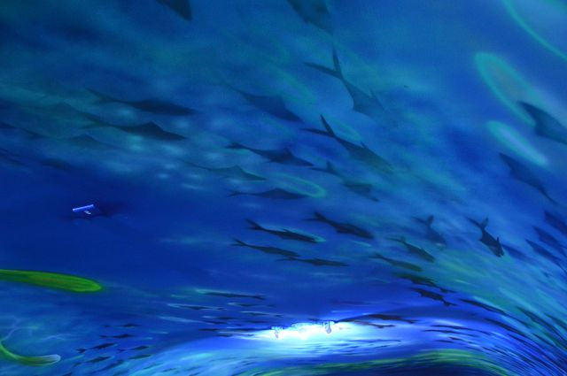 祝大漁物產館07