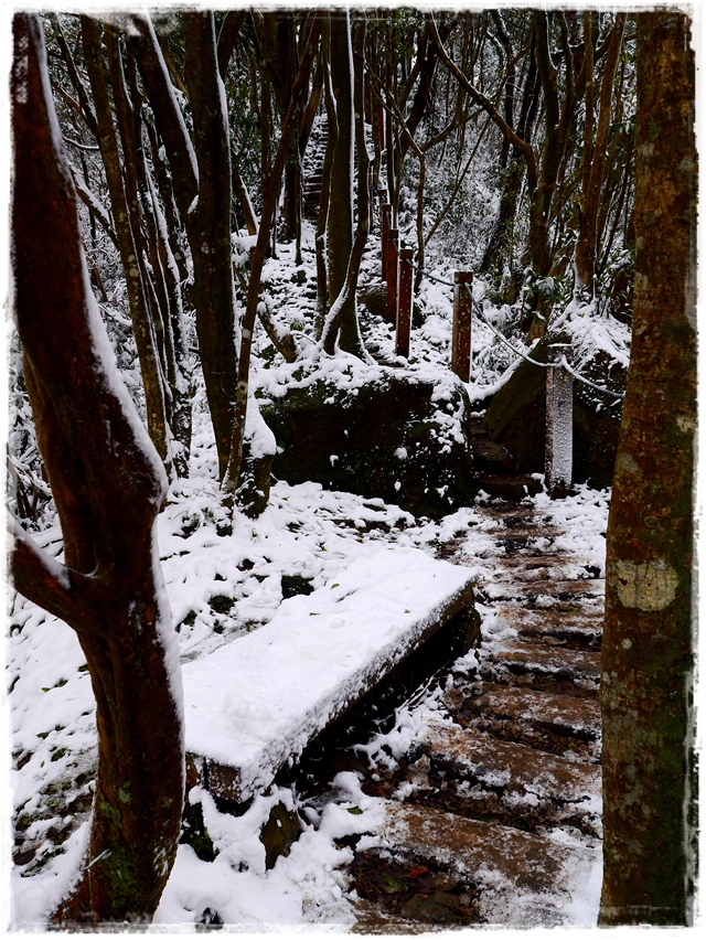 新店獅仔頭山。賞櫻與雪