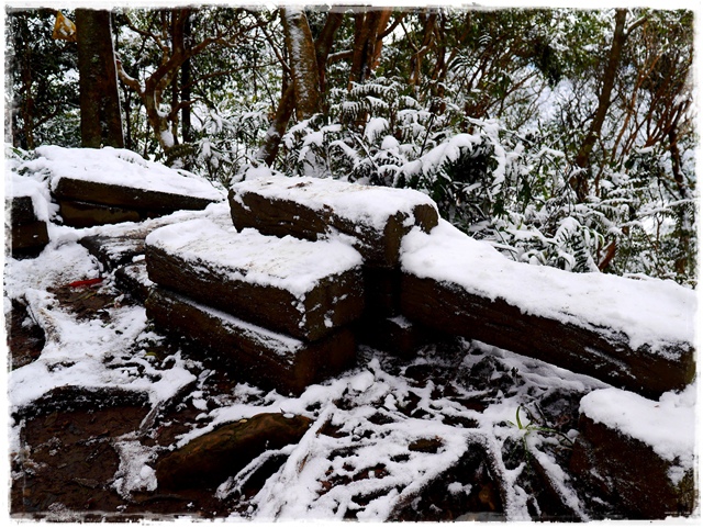 新店獅仔頭山。賞櫻與雪