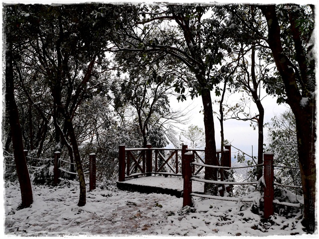 新店獅仔頭山。賞櫻與雪