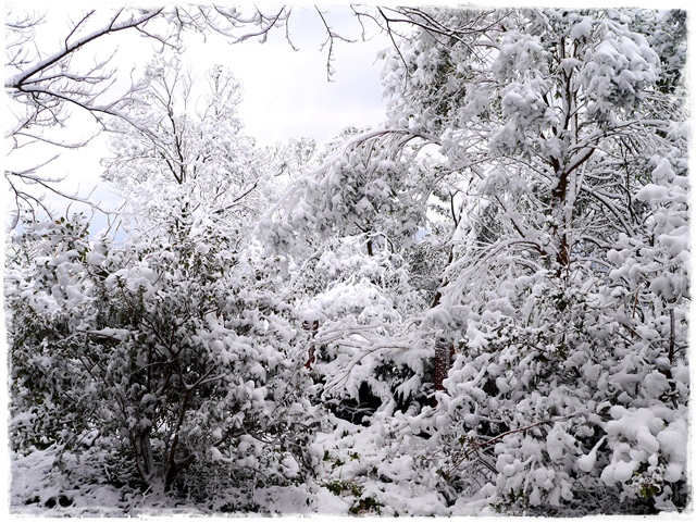 新店獅仔頭山。賞櫻與雪
