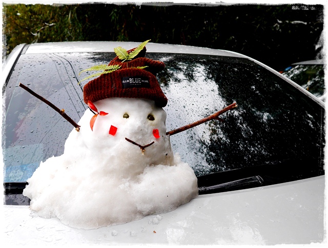 新店獅仔頭山。賞櫻與雪