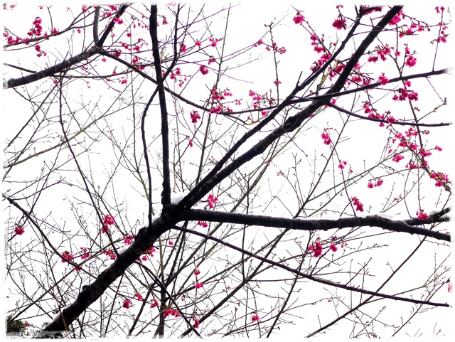 新店獅仔頭山。賞櫻與雪