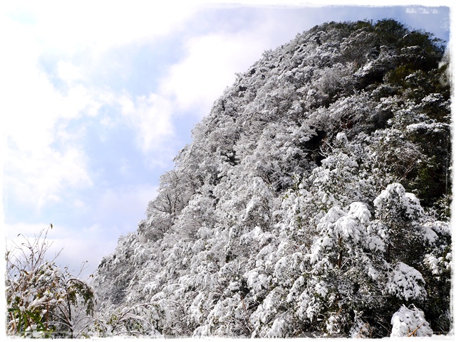 新店獅仔頭山。賞櫻與雪