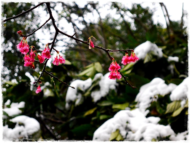 新店獅仔頭山。賞櫻與雪