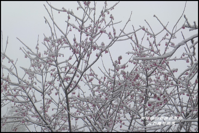 尖石梅花部落43.JPG