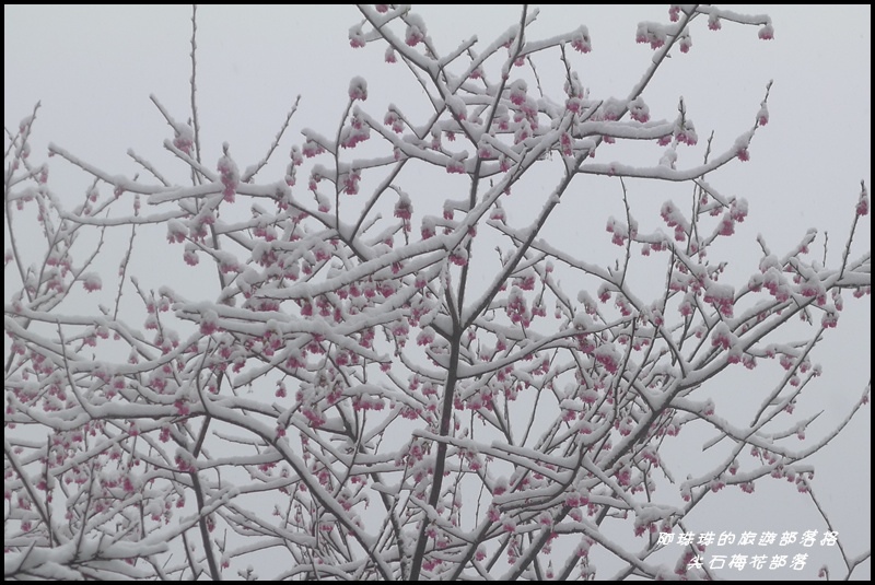 尖石梅花部落41.JPG