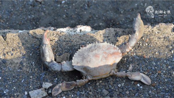 安順鹽場四草生態保護區 34.jpg