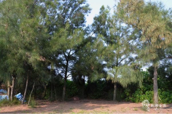 安順鹽場四草生態保護區 38.jpg