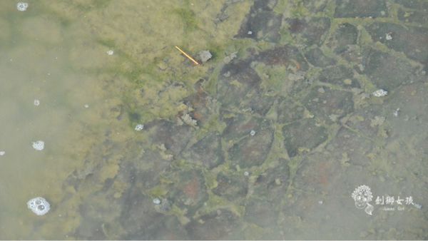 安順鹽場四草生態保護區 52.jpg