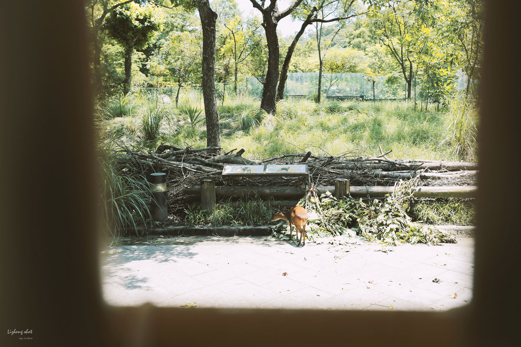 滋潤心靈的木柵動物園小記#3