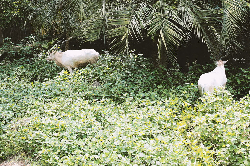 滋潤心靈的木柵動物園小記#3