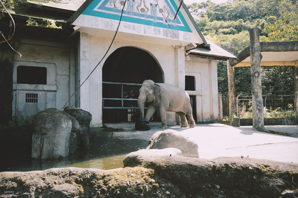 木柵動物園小記,NO.2