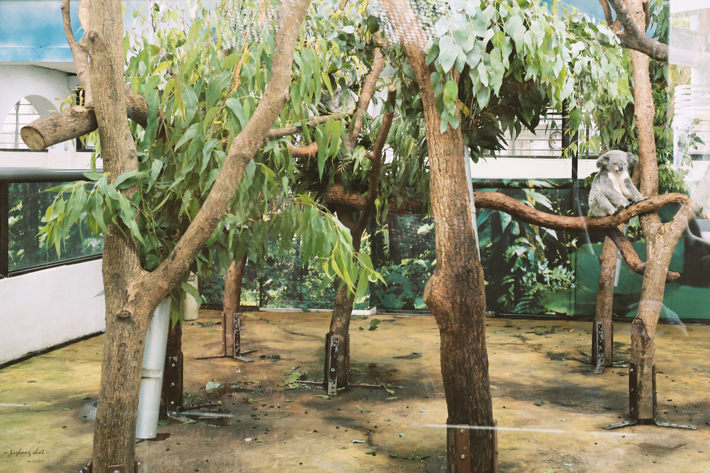 滋潤心靈的木柵動物園小記#3