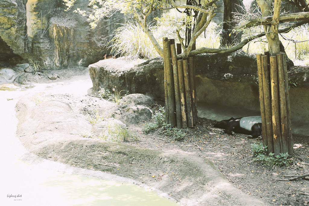 滋潤心靈的木柵動物園小記#3