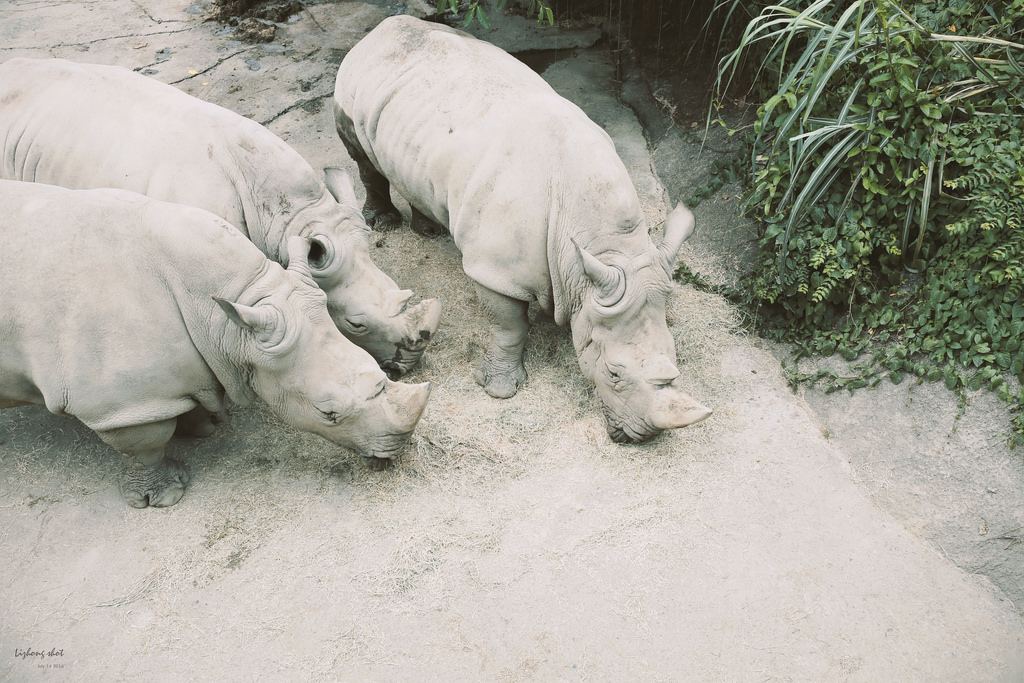 滋潤心靈的木柵動物園小記#3