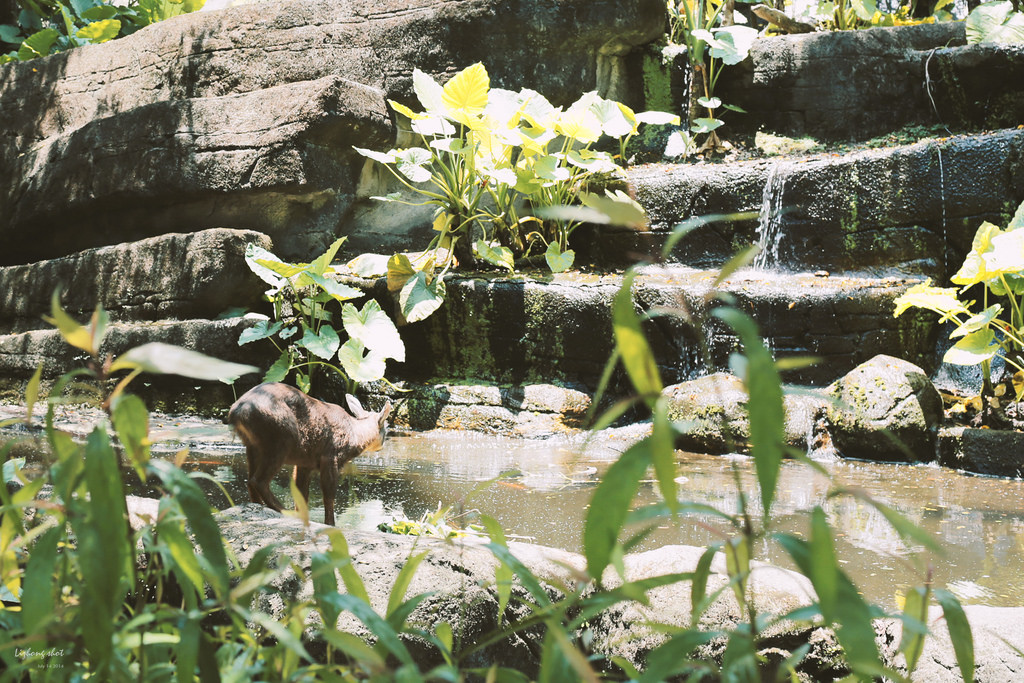滋潤心靈的木柵動物園小記#3