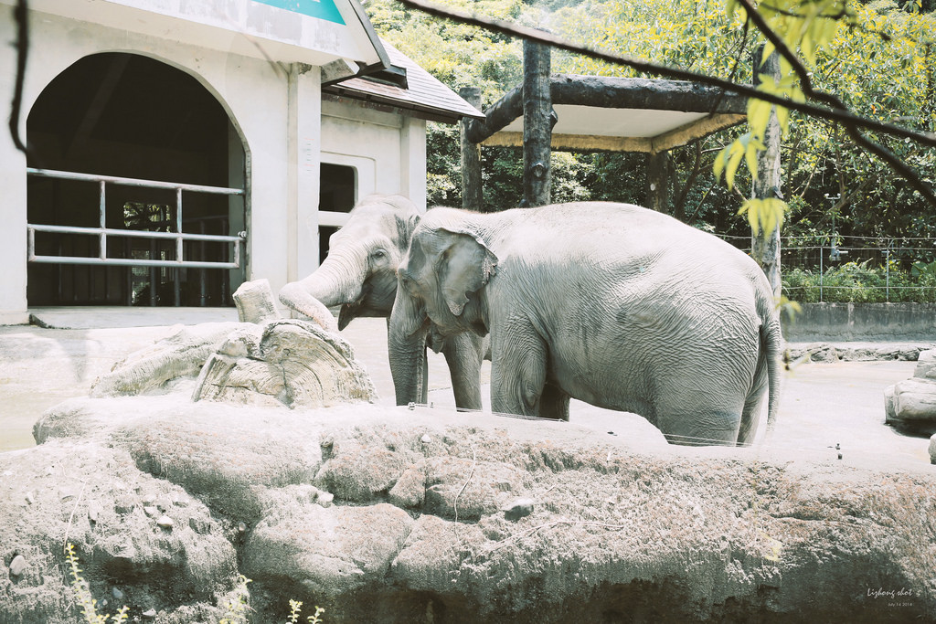 滋潤心靈的木柵動物園小記#3