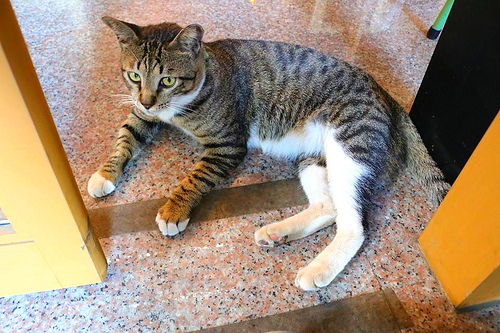 尼克叔叔創意廚房：【新北市中和美食】尼克叔叔創意廚房~平價異國料理/沒有過多商業化的裝潢/簡單溫馨的聚會好去處